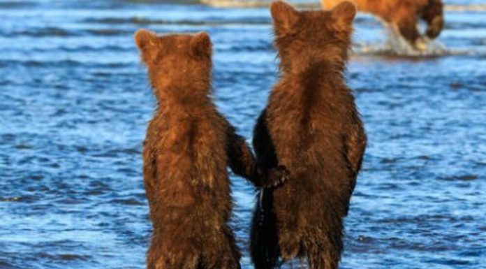 Captan a dos hermanos osos tomados de la pata mientras mamá osa caza