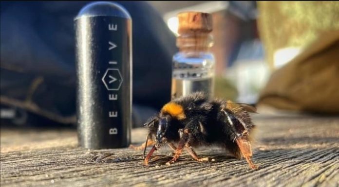Venden kits de reanimación de abejas beevive