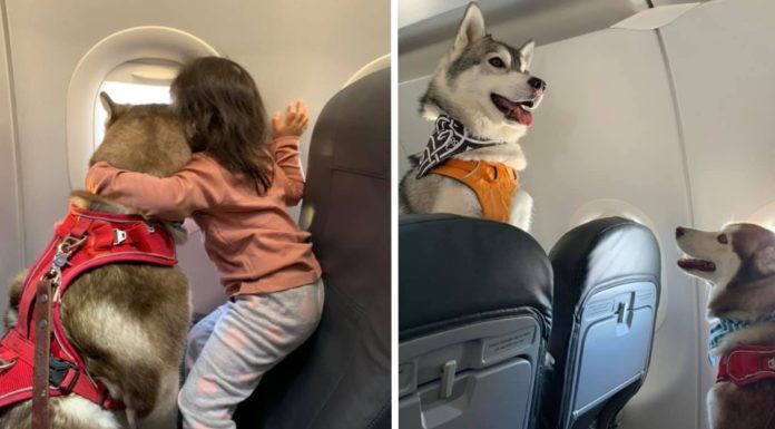 Nueva ley que permitirá que las mascotas viajen en las cabinas y no en las bodegas de aviones
