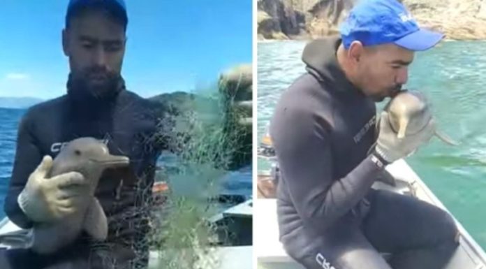 Delfín bebé se acerca a un bote para pedir ayuda