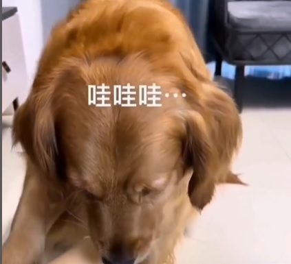 Un perro demuestra su inteligencia jugando con su humano