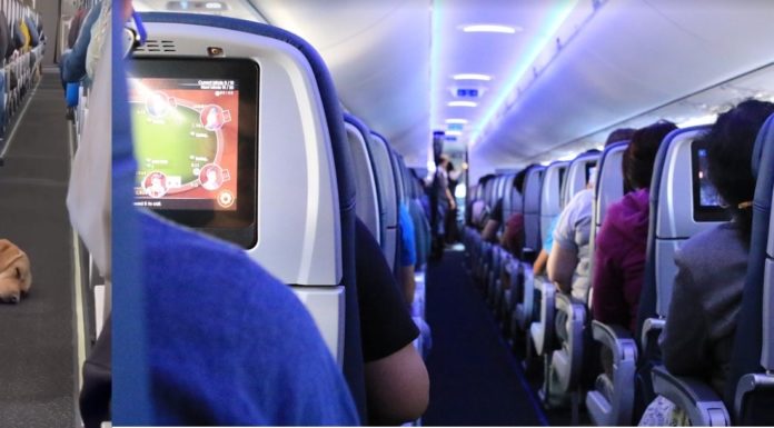 Video de Perro de soporte emocional se hace viral porque se quedó dormido al subir al vuelo