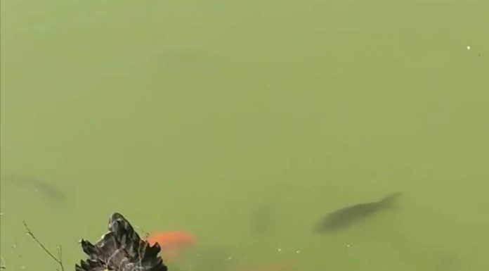 Se hace viral video de pato alimentando peces con su pico