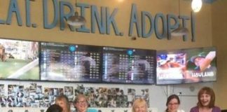 El bar donde puedes beber y adoptar perros