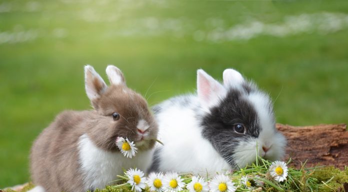 Brasil prohíbe el uso de vertebrados para pruebas de la industria cosmética