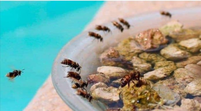 Cuidando a Nuestros Polinizadores: Bebederos para abejas sedientas