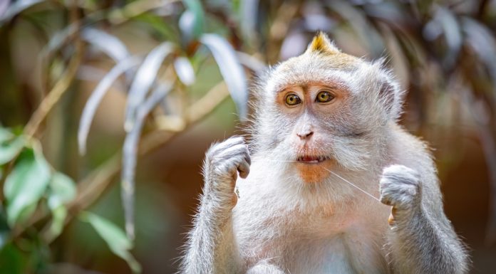 Mono travieso le quita lentes a turista y se los pone