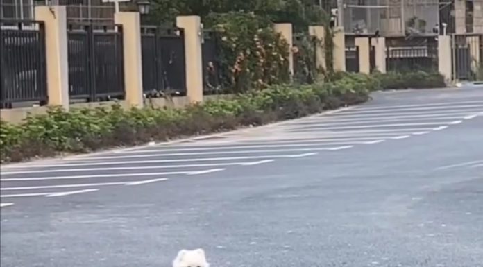 Un cachorro muy despistado interrumpe una pareja de gatos en su momento más romántico