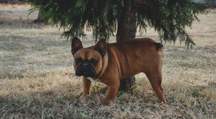 Estudio revela que los perros tienen el don para detectar a una persona hipócrita