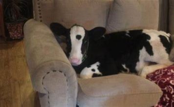 Familia dejó la puerta abierta durante cinco minutos y al regresar se encontraron con una sorpresa inusual: una vaca estaba acurrucada en el sofá.
