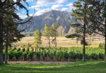 Descubre Mendoza, Argentina: una joya en medio de los Andes