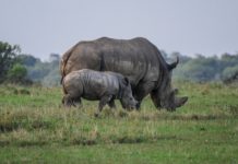 Más de 2000 rinocerontes blancos cautivos serán liberados