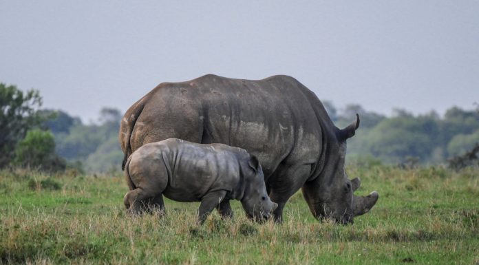 Más de 2000 rinocerontes blancos cautivos serán liberados