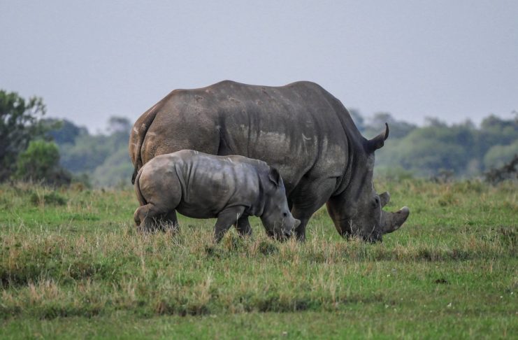 Más de 2000 rinocerontes blancos cautivos serán liberados