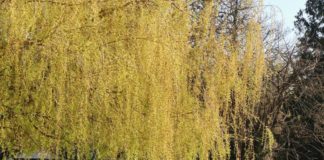 La edad es solo un número: Parejas de ancianos dan la vuelta al mundo