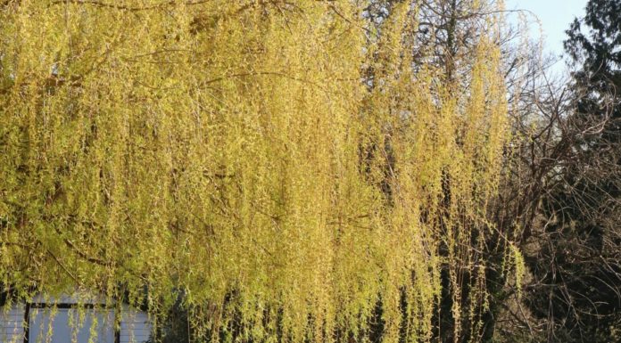 La edad es solo un número: Parejas de ancianos dan la vuelta al mundo