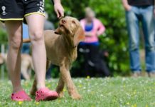 Cada vez más perritos encuentran un hogar en el mundo