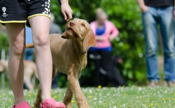 Cada vez más perritos encuentran un hogar en el mundo